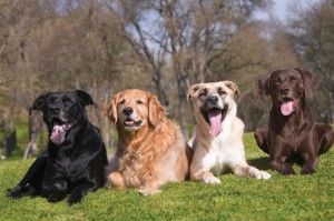Outdoor close up capture of four mixed breed dogs on a grassy hill.