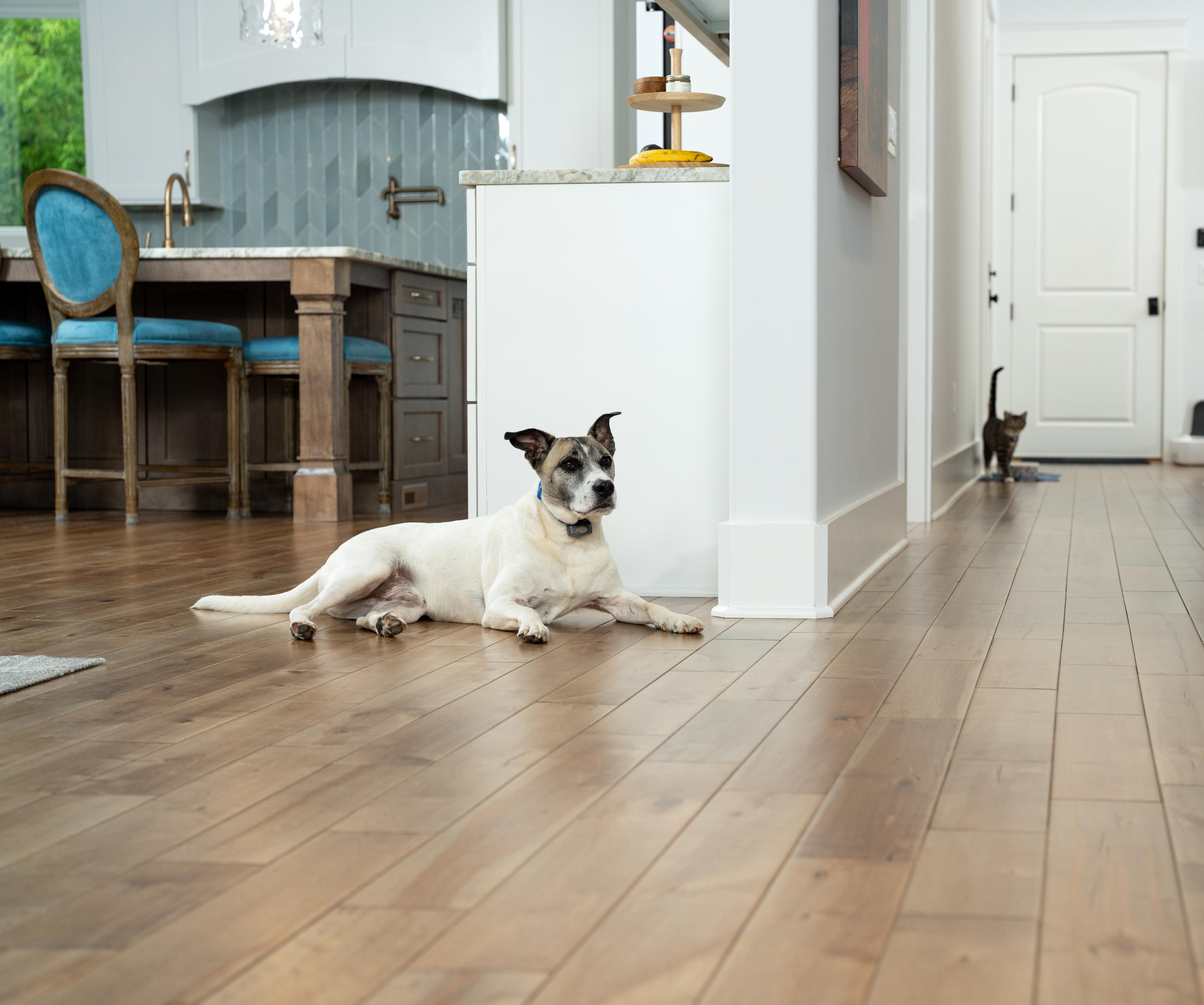cat and dog coexisting peacefully at home with invisible fence shields system