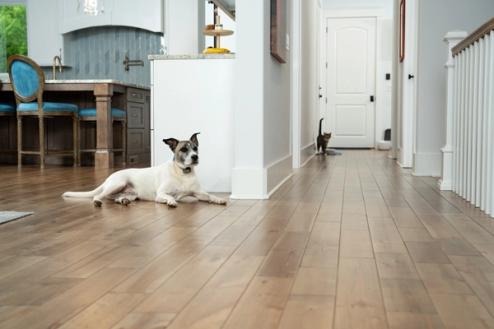 Dog stays out of cat box with indoor dog fence