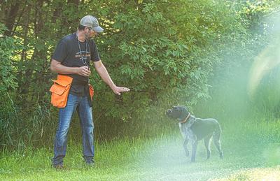 The Key Role of Birds in Building a Finished Gun Dog
