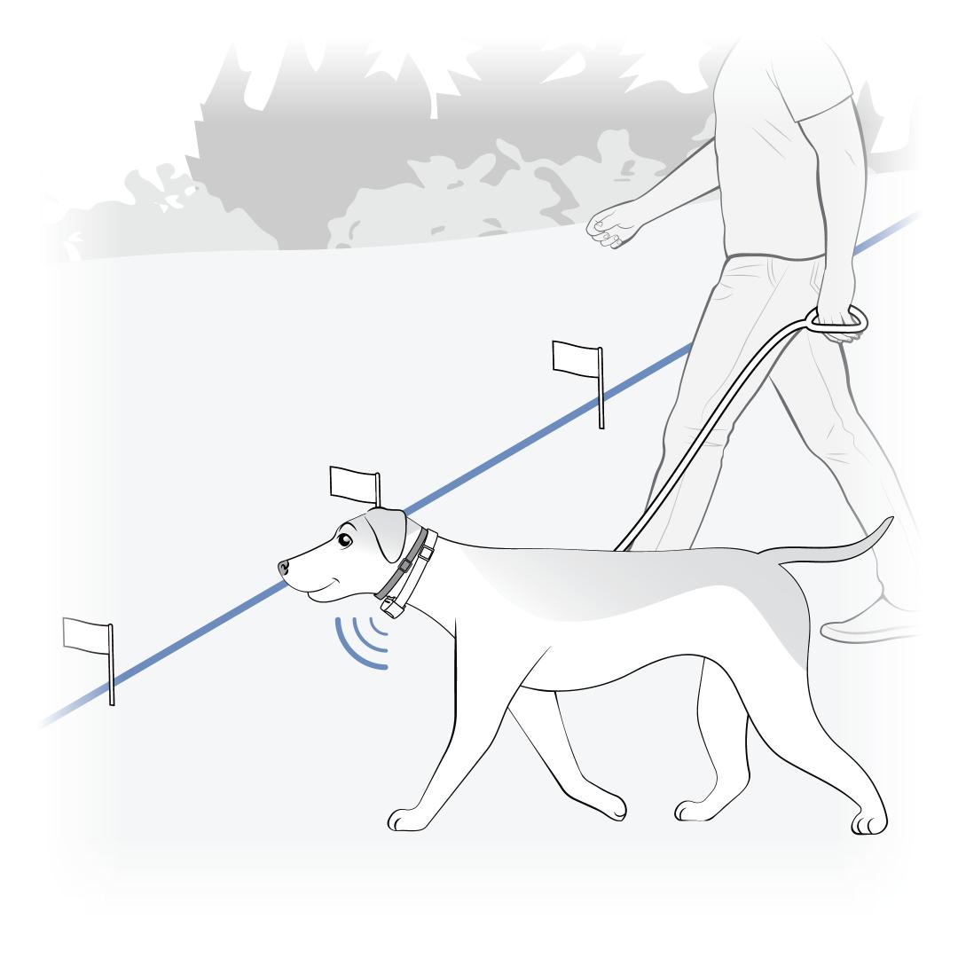 Dog on Leash, Walk Toward Boundary