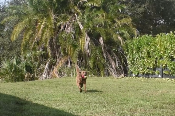Dog running with tennis ball in South Florida yard