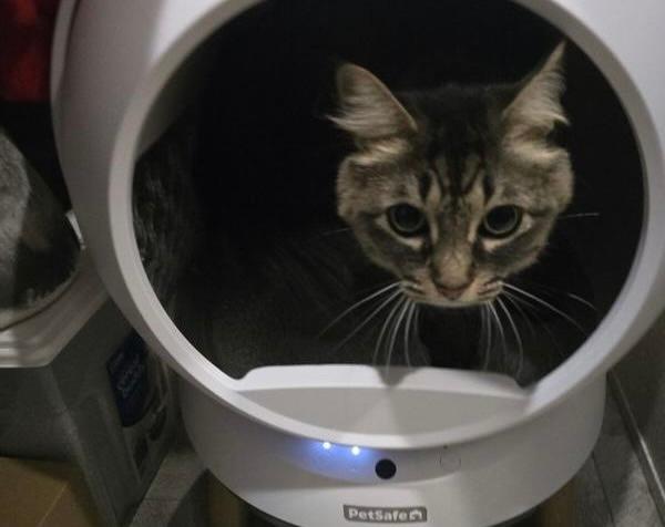 Cat in SmartSpin litter box
