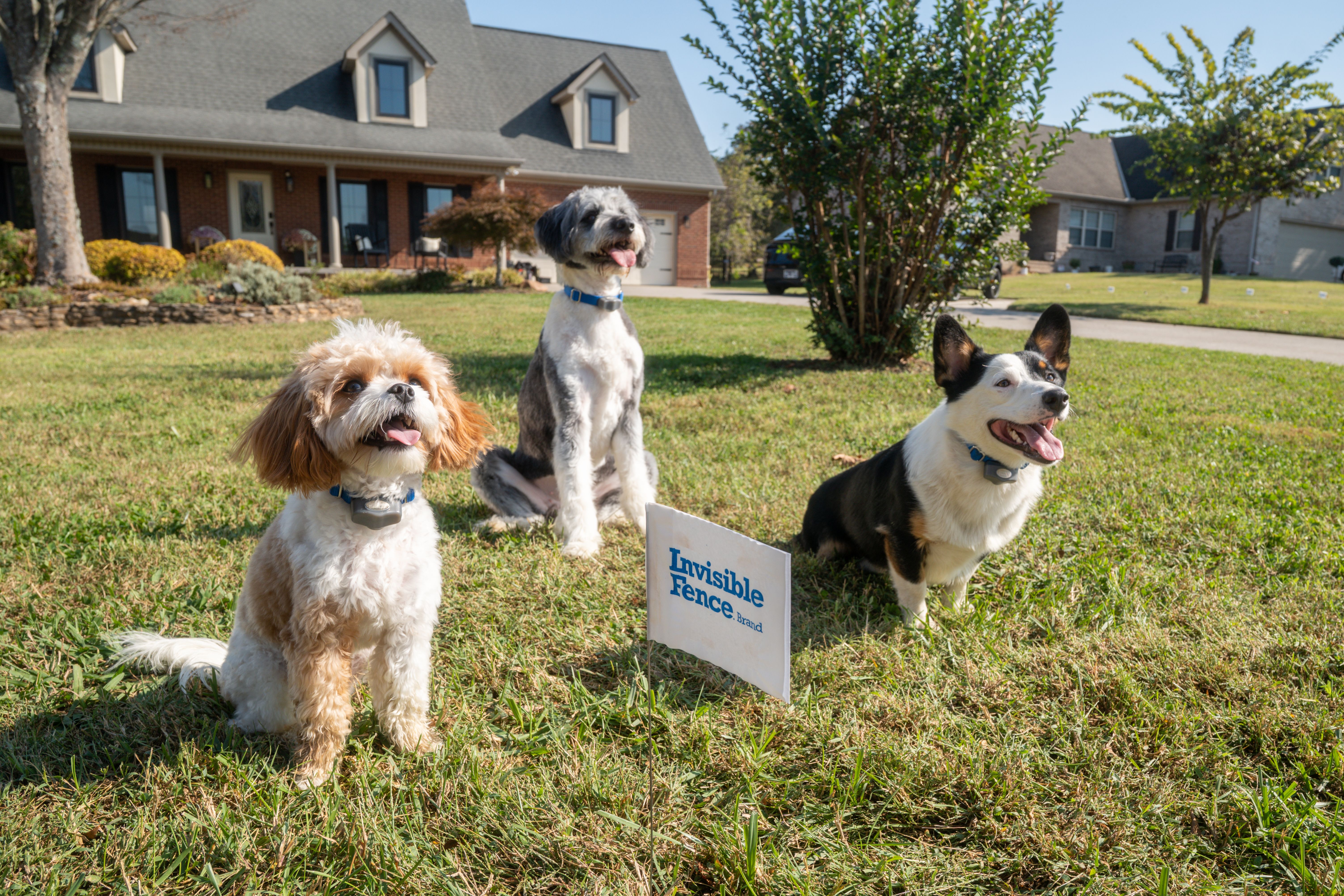 various dog breeds all successfully trained with invisible fence brand boundary plus custom containment system