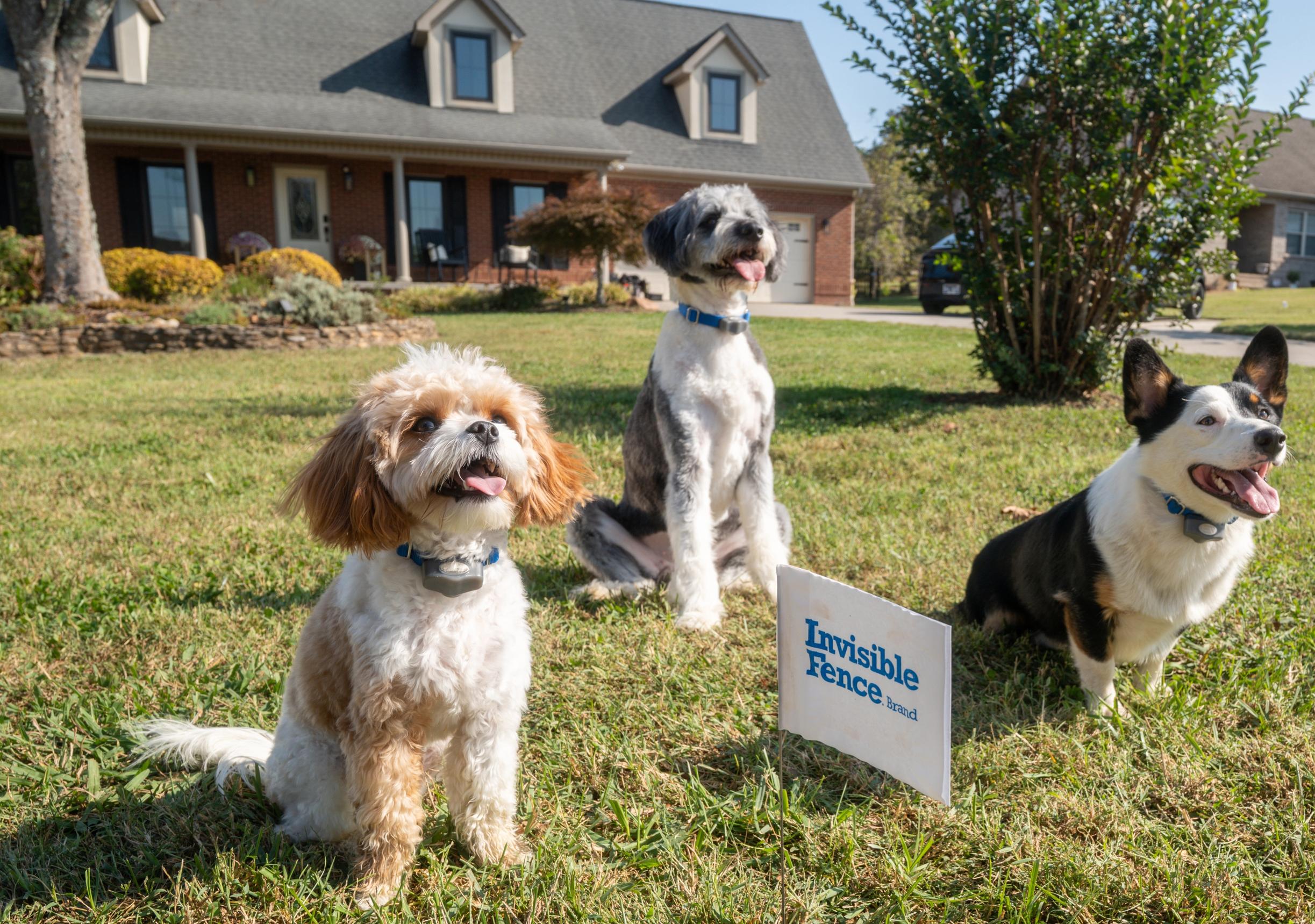 various dog breeds all successfully trained with invisible fence brand boundary plus custom containment system