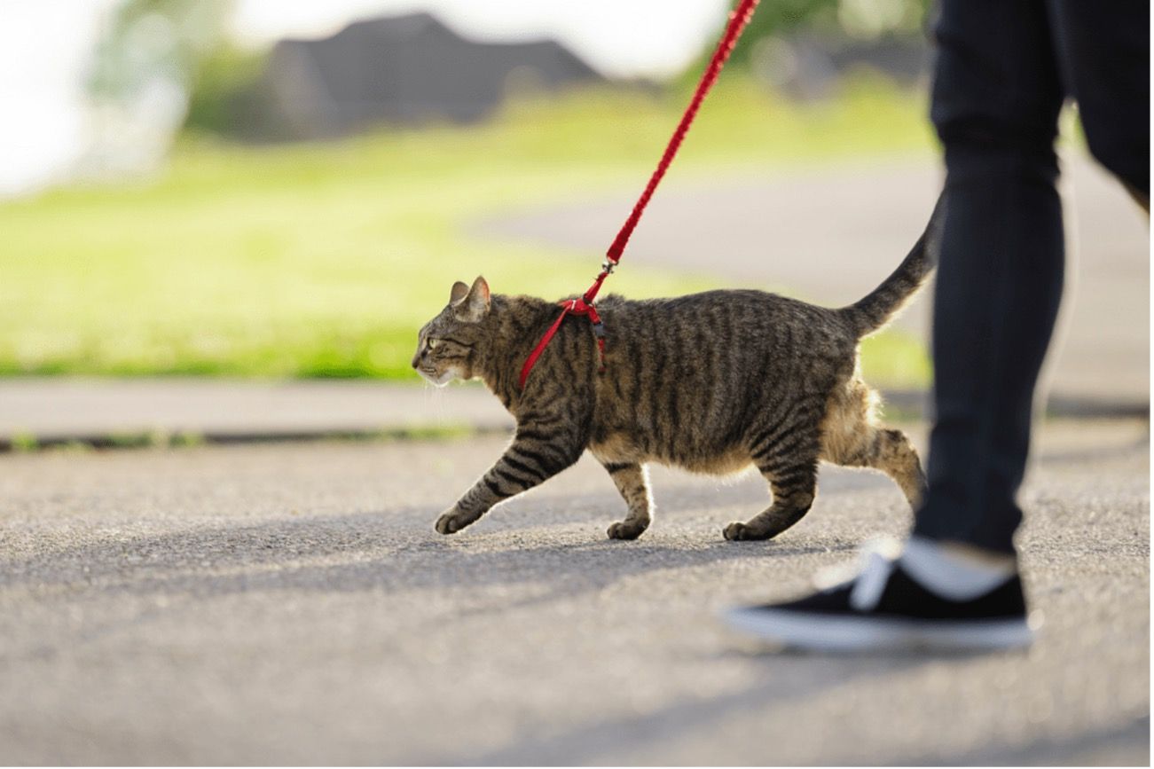 cat walking on leash