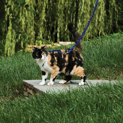 Cat lead for clearance garden