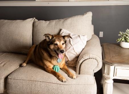 dog kept back by invisible fence shields boundary