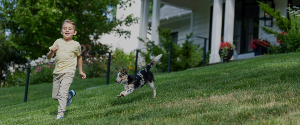 new dog running in invisible fenced yard