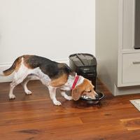 Dog eating