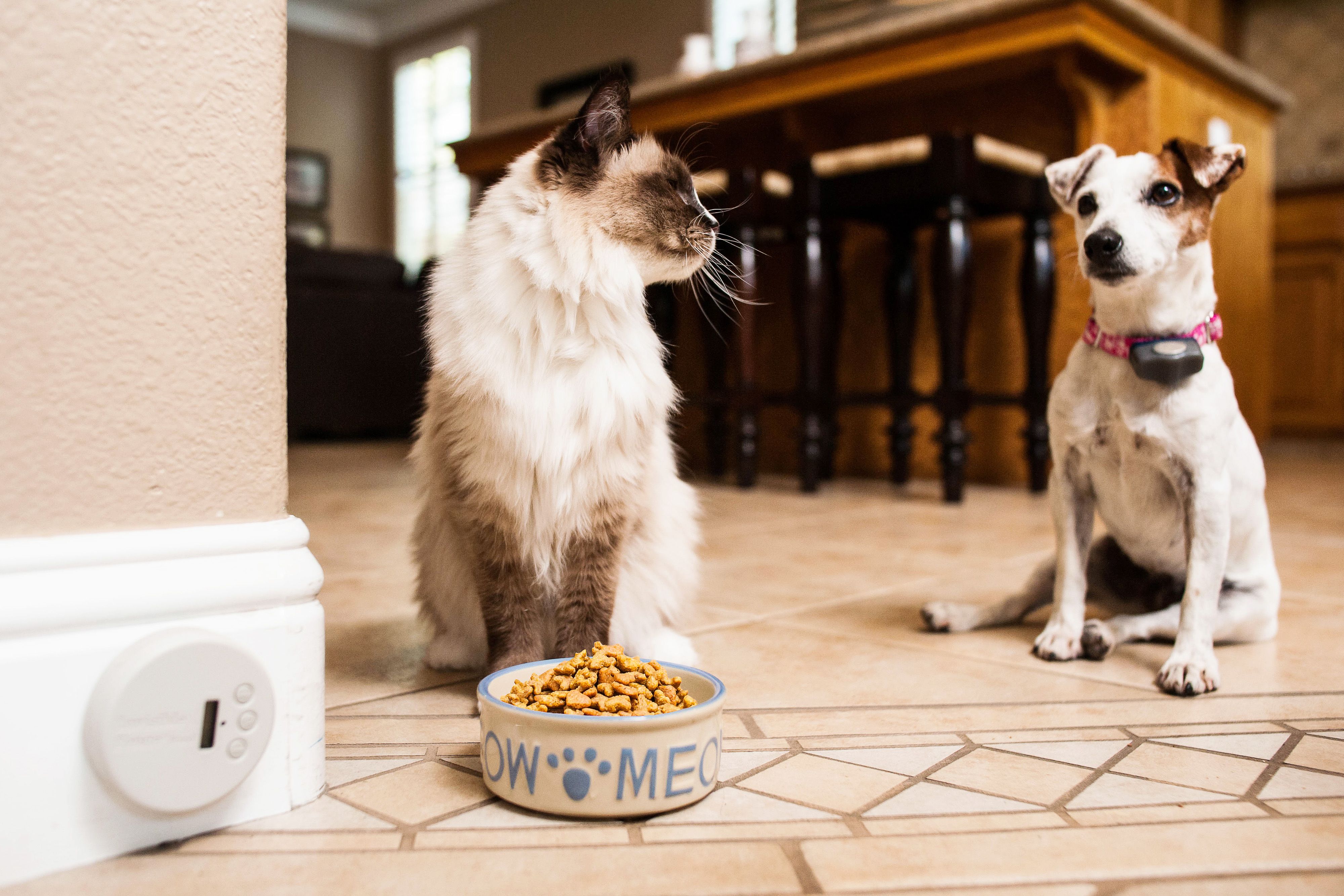 A dog who is staying back from a cat and it's food. An Invisible Fence Brand Indoor Shield is attached to the wall next to the cat food.