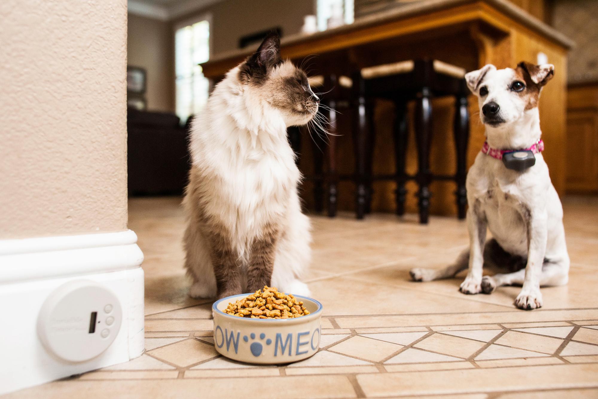 A dog who is staying back from a cat and it's food. An Invisible Fence Brand Indoor Shield is attached to the wall next to the cat food.