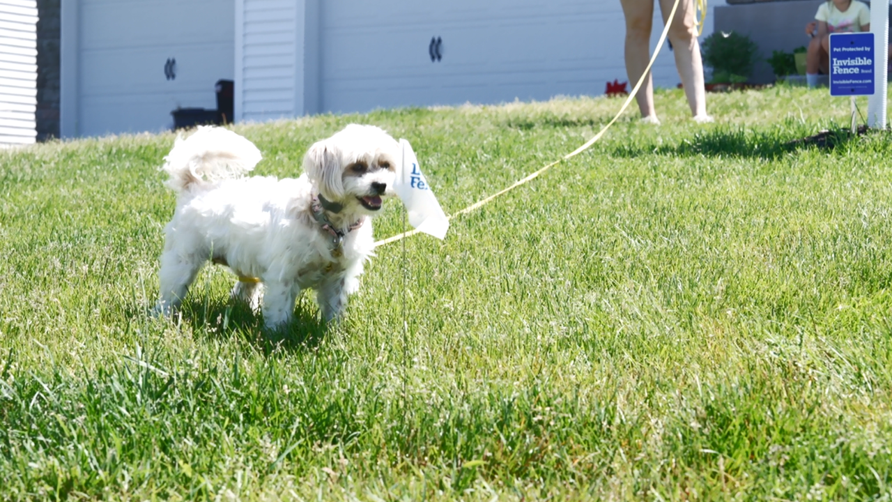 Small white dog on a loosely held leash by an Invisible Fence Flag in the yard. 