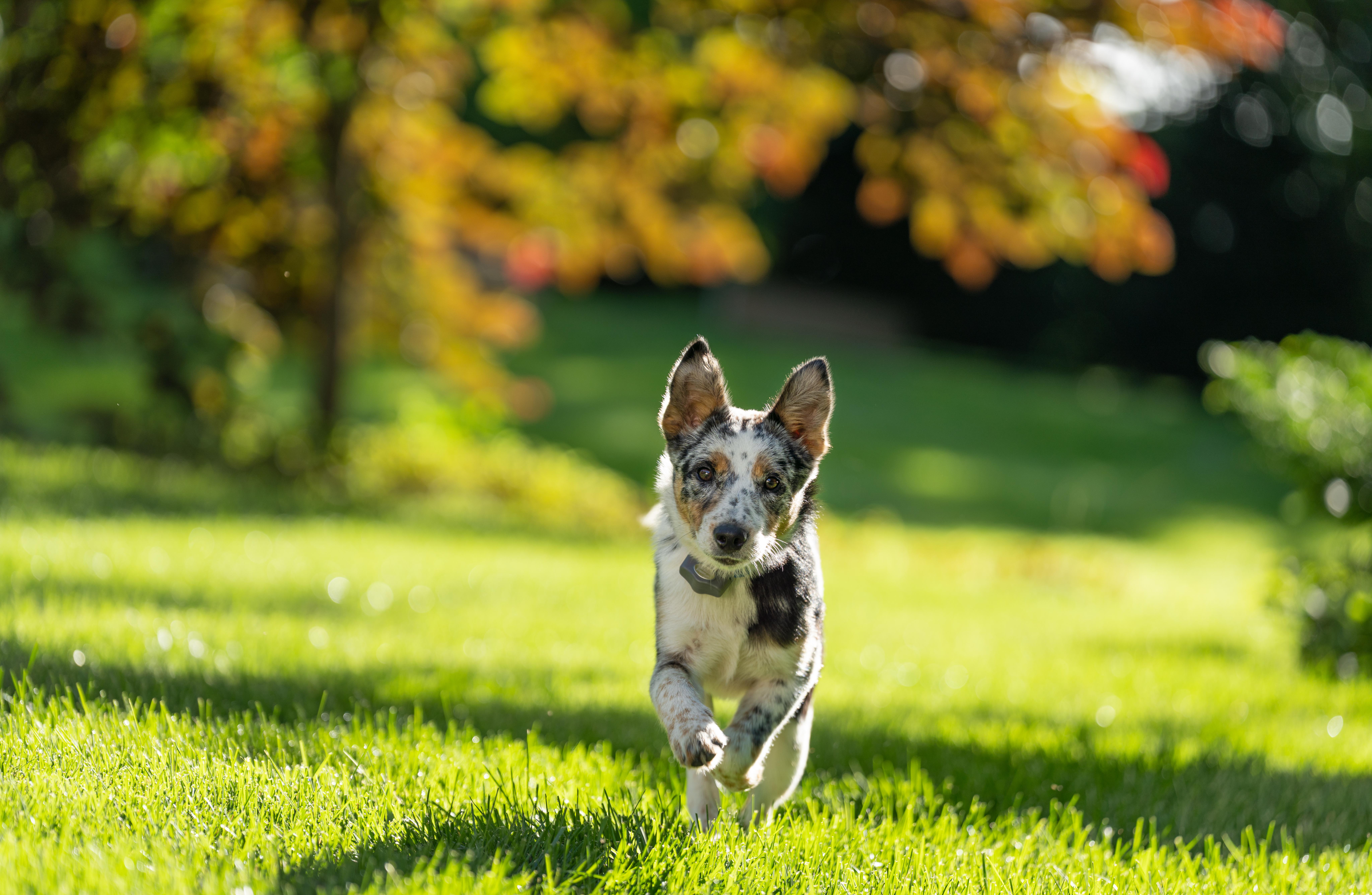 blue heeler puppy runs in yard