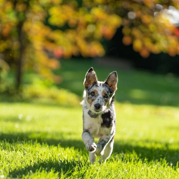 blue heeler puppy runs in yard