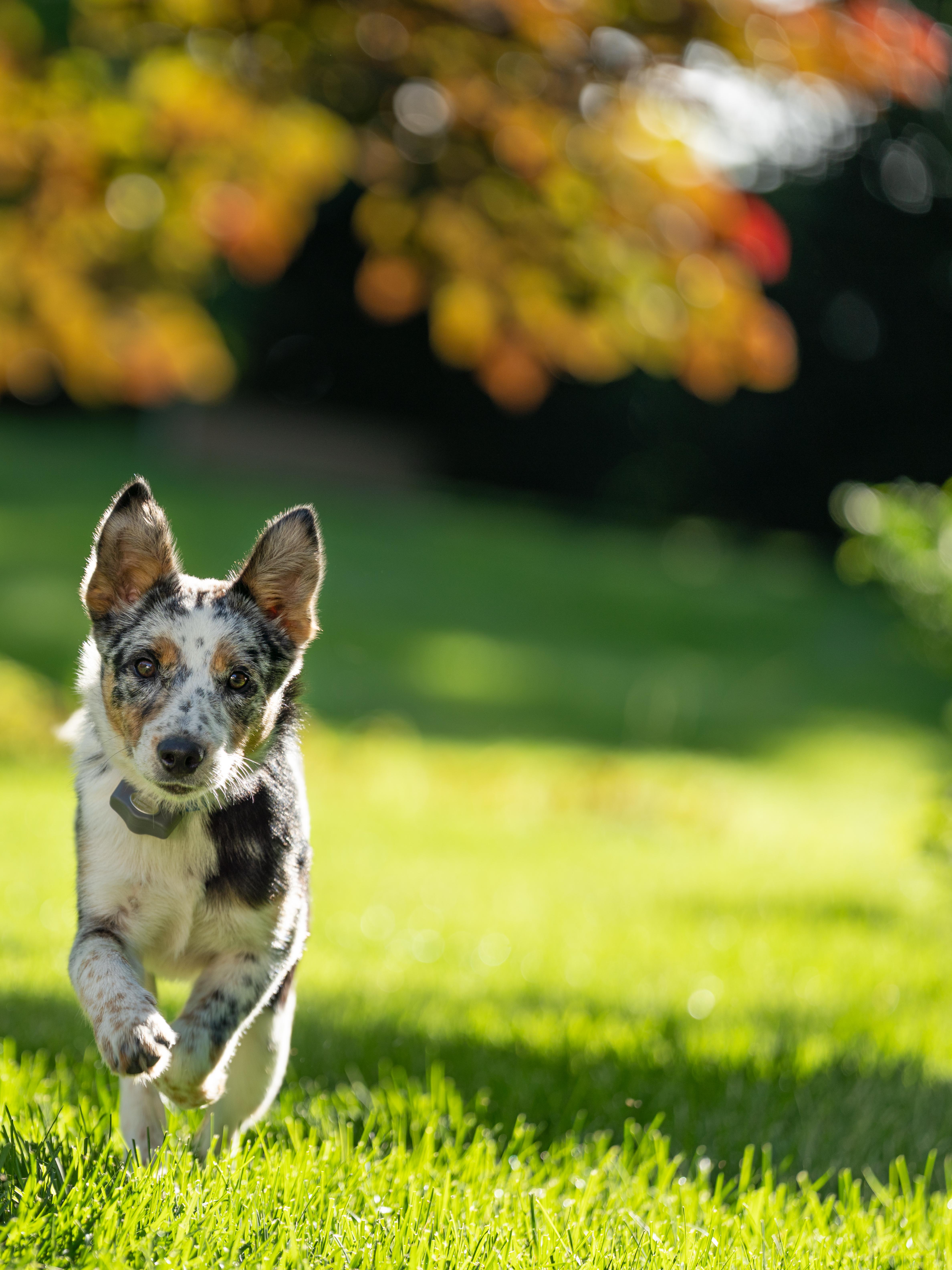 blue heeler puppy runs in yard