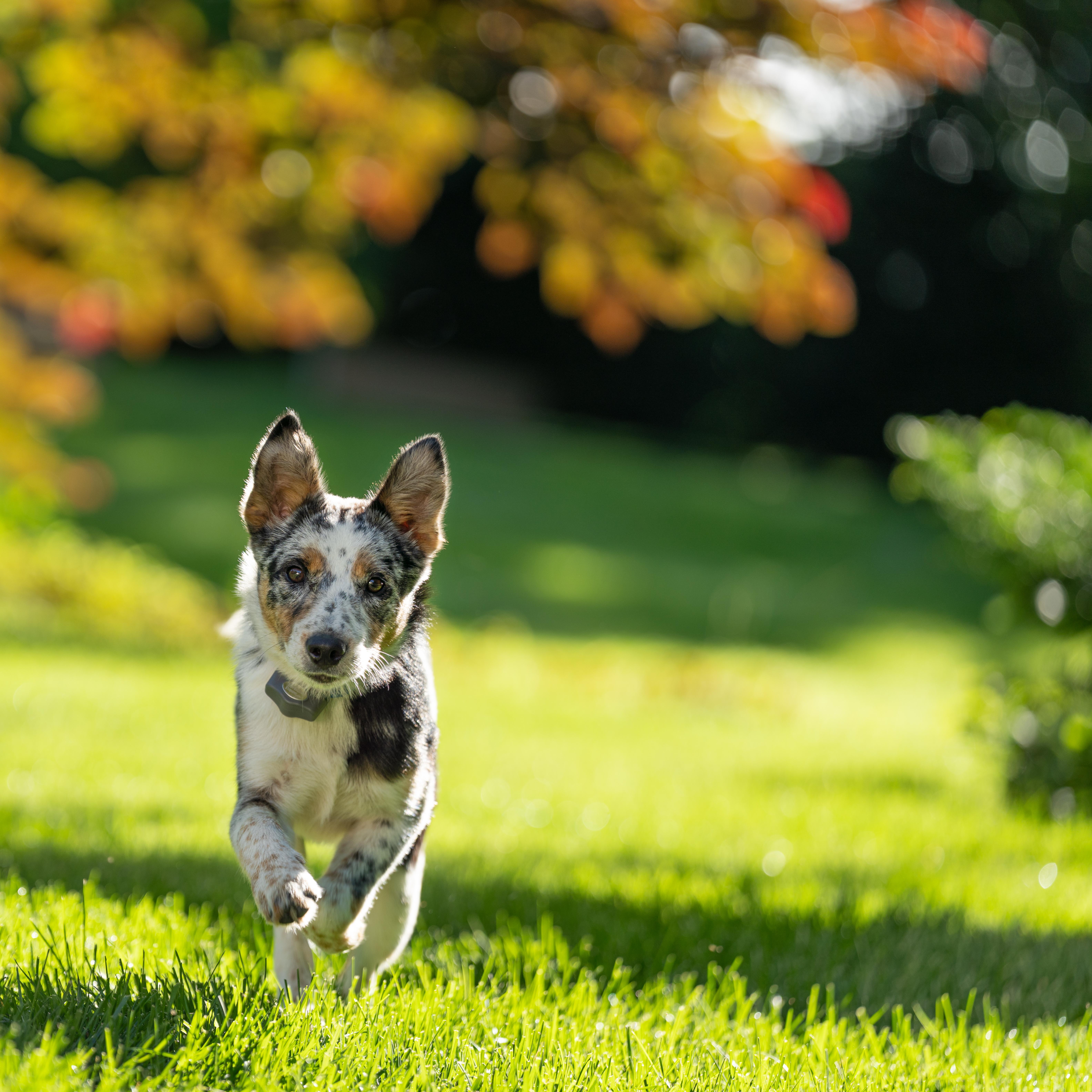 blue heeler puppy runs in yard
