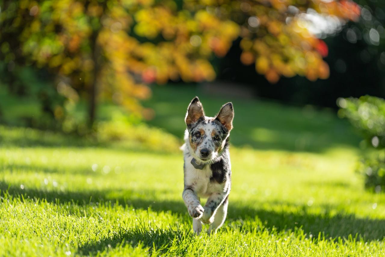 do running in yard wearing invisible fence collar 