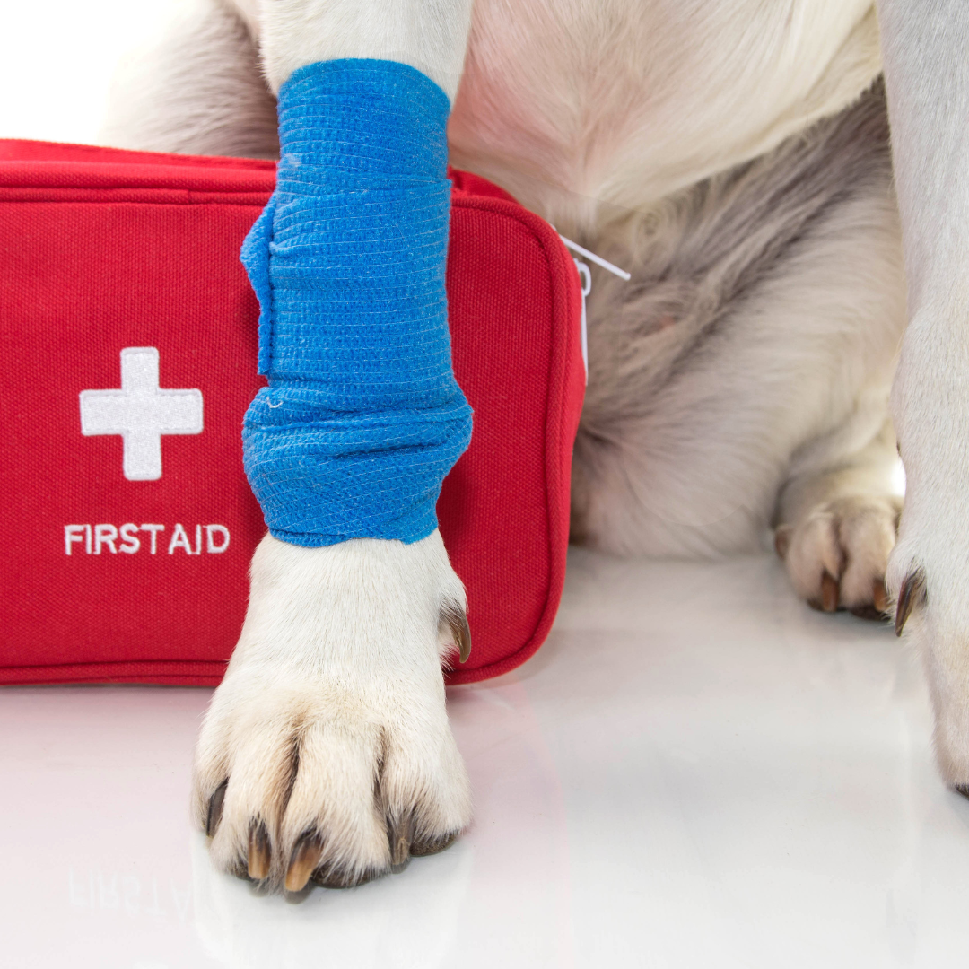 A white dog paw with a blue bandage wrapped around it, sitting in front of a red First Aid kit.