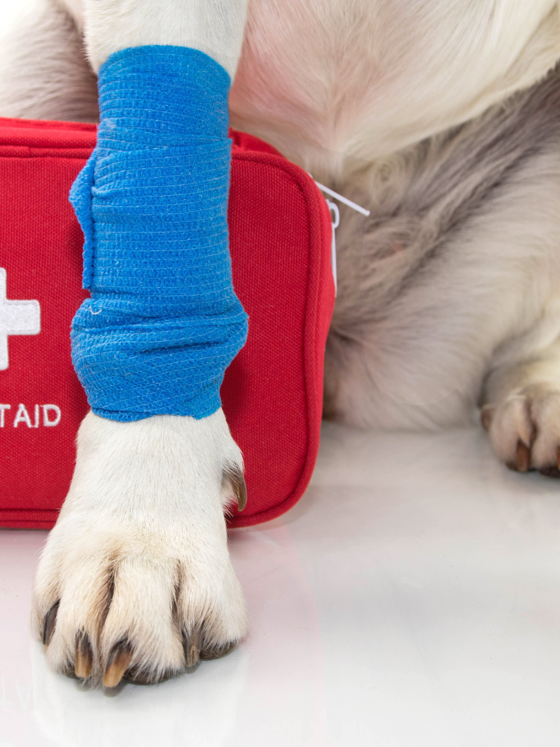 A white dog paw with a blue bandage wrapped around it, sitting in front of a red First Aid kit.