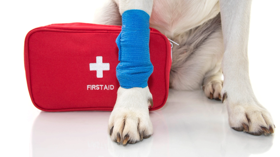 first aid kit next to wrapped dog paw
