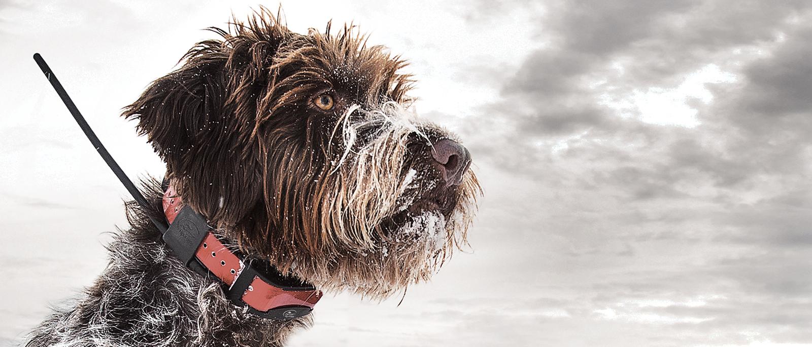 Wirehaired Pointing Griffon wearing TEK collar