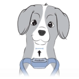 Center Collar On Dog
