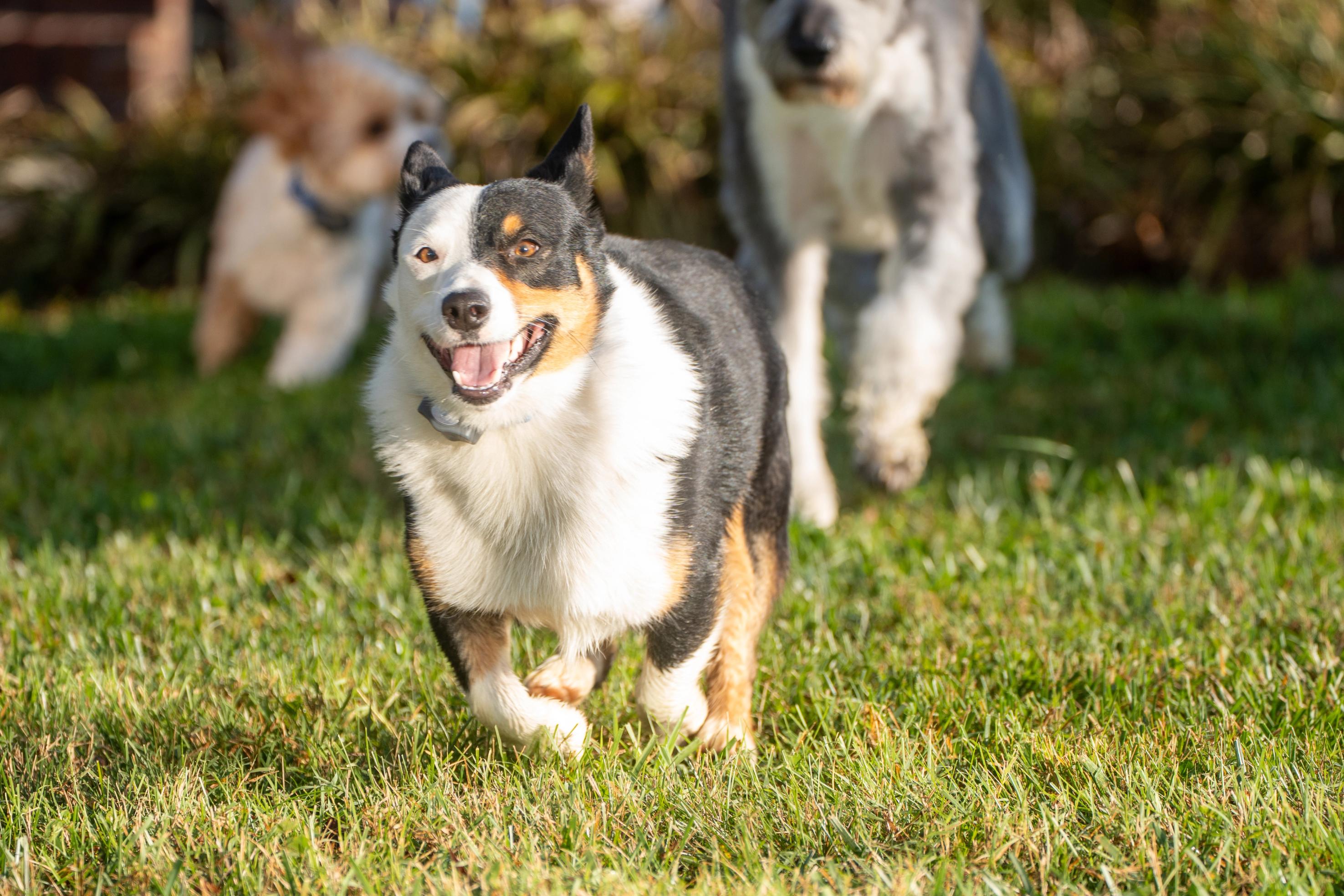 Dogs wearing invisible fence collars running freely in yard