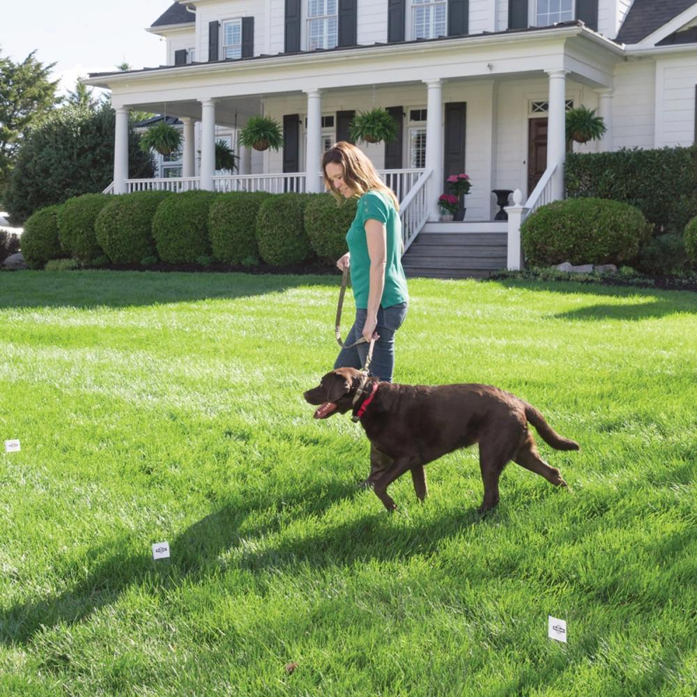 Dog and woman walking