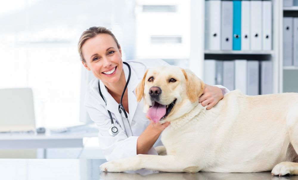 Veterinarian with yellow lab