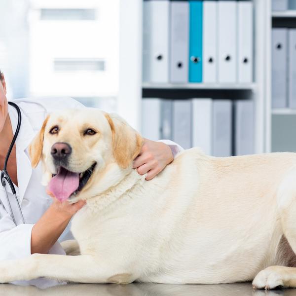 Veterinarian with yellow lab