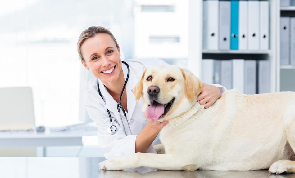 Veterinarian with yellow lab