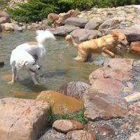 Dogs playing in water at park
