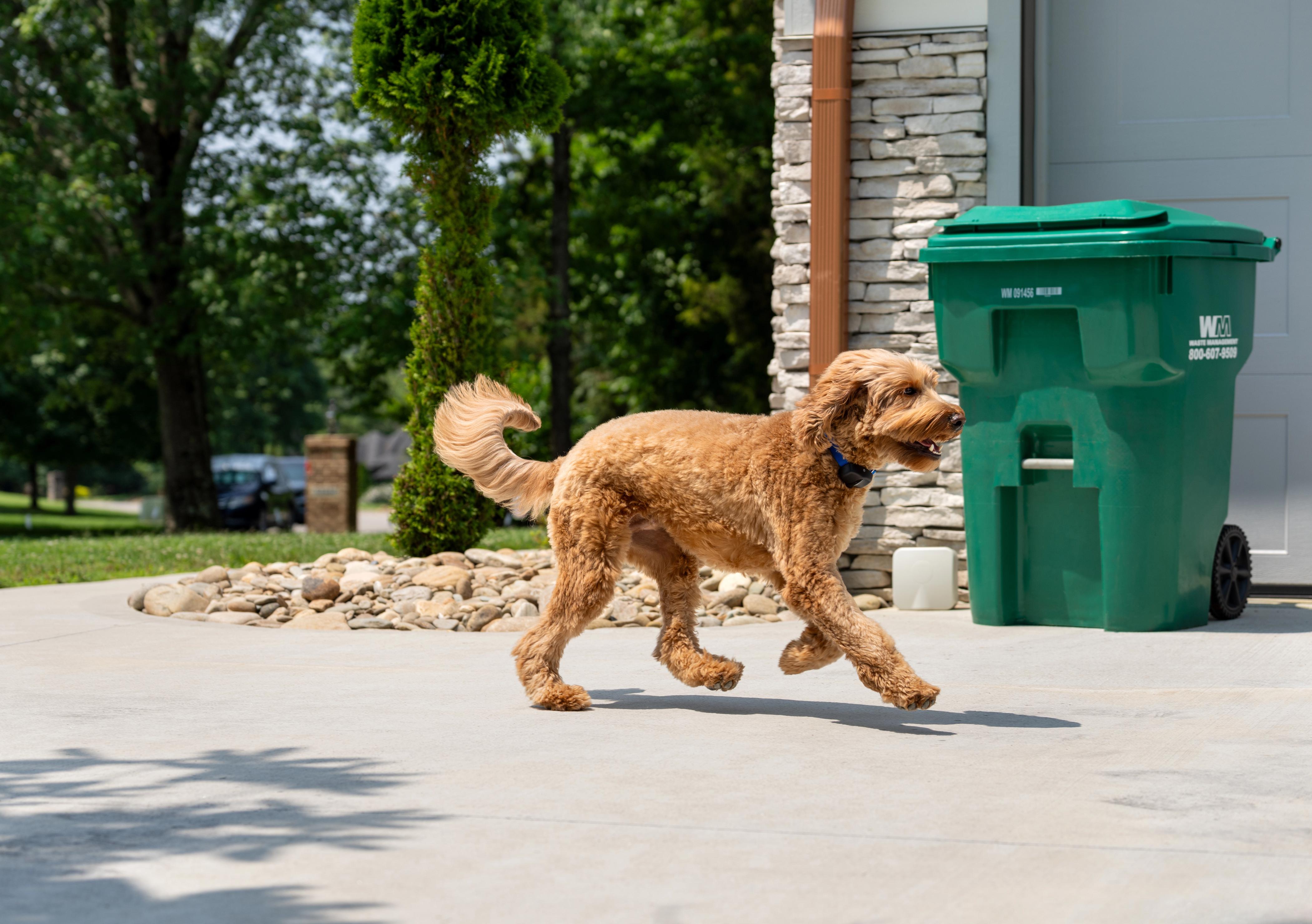 dog staying away from trash with invisible fence outdoor shields system