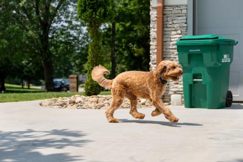 Goldendoodle walks outside, avoiding trash can with invisible fence outdoor shield