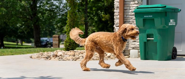 Goldendoodle walks outside, avoiding trash can with invisible fence outdoor shield