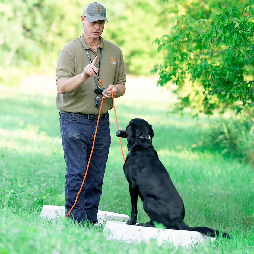 Black lab sitting on platform with trainer standing in front with check cord in hand