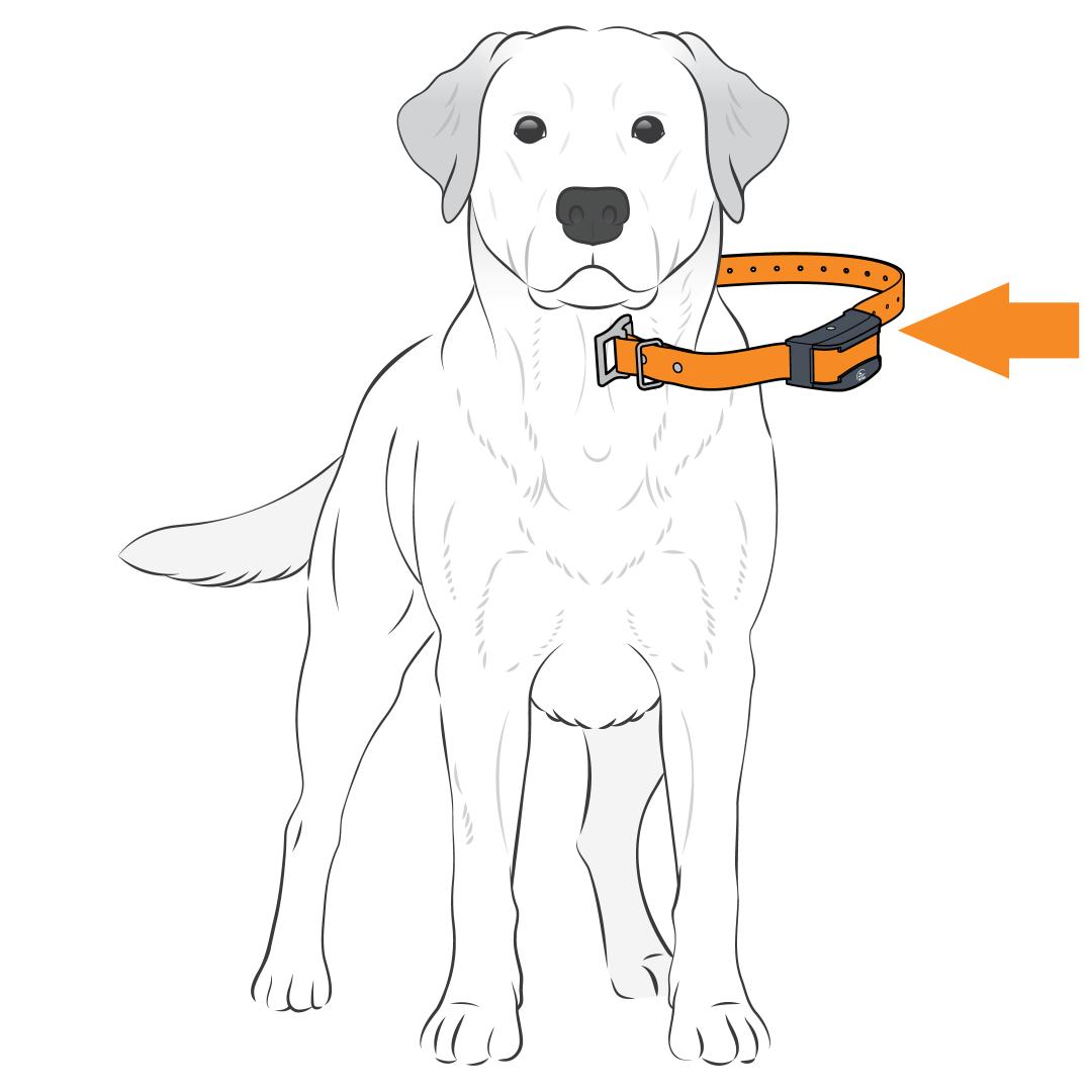 Dog_Collar On Side Of Neck