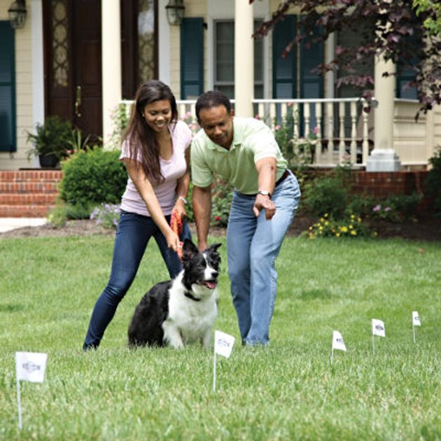 How to Train Your Dog to Stay in the Yard PetSafe®