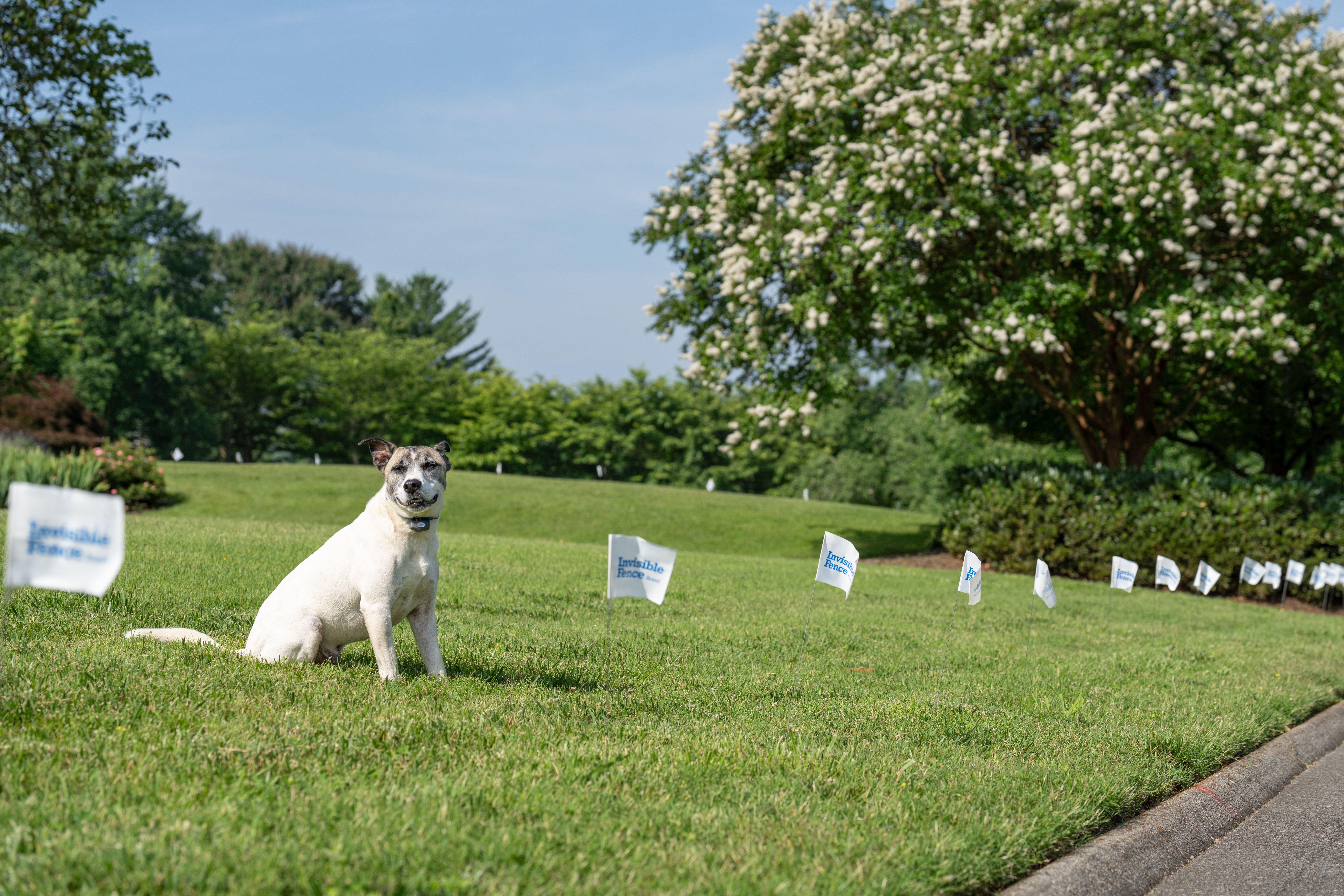 well maintained yard with dog respecting all boundaries set by invisible fence brand boundary plus system