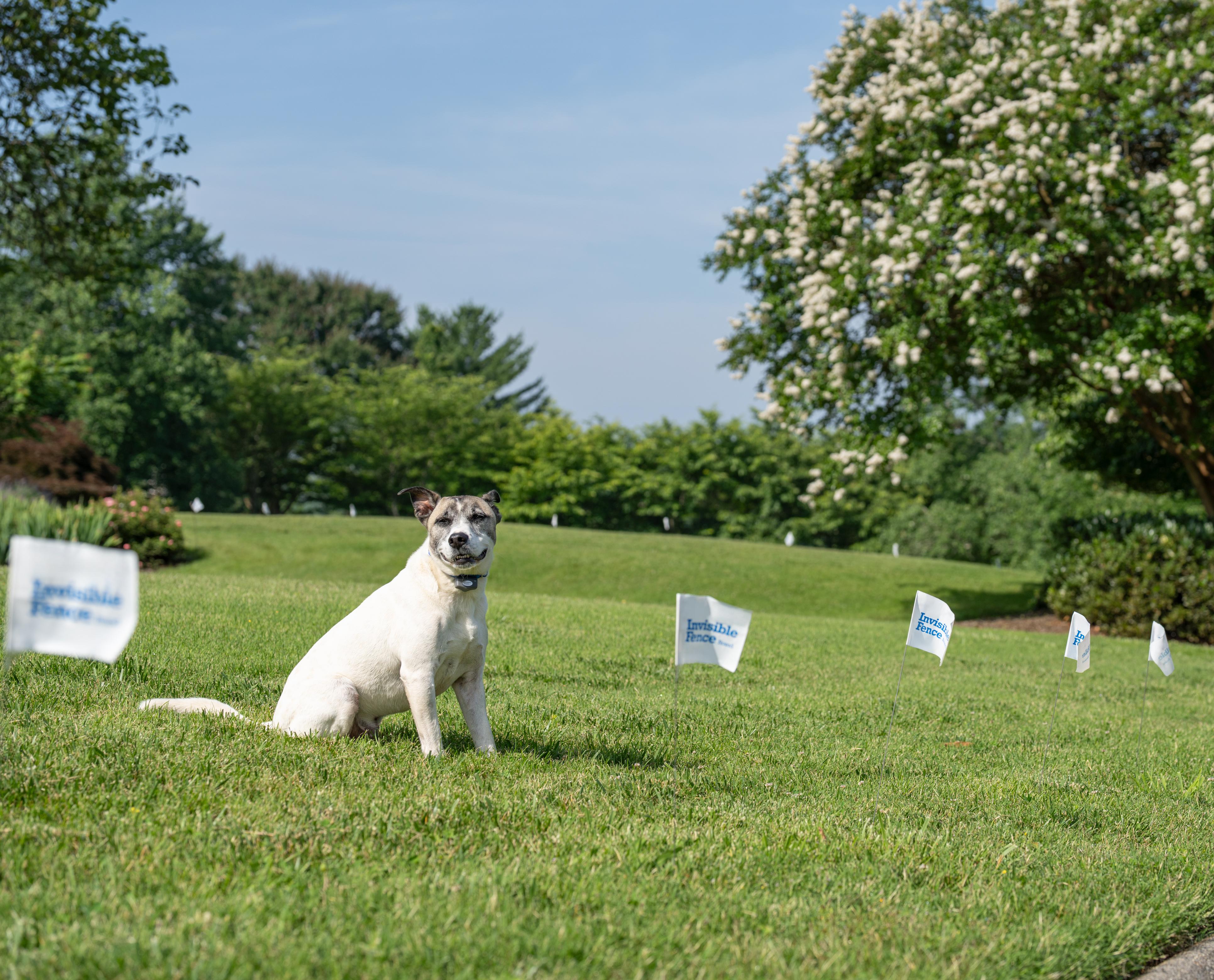 well maintained yard with dog respecting all boundaries set by invisible fence brand boundary plus system