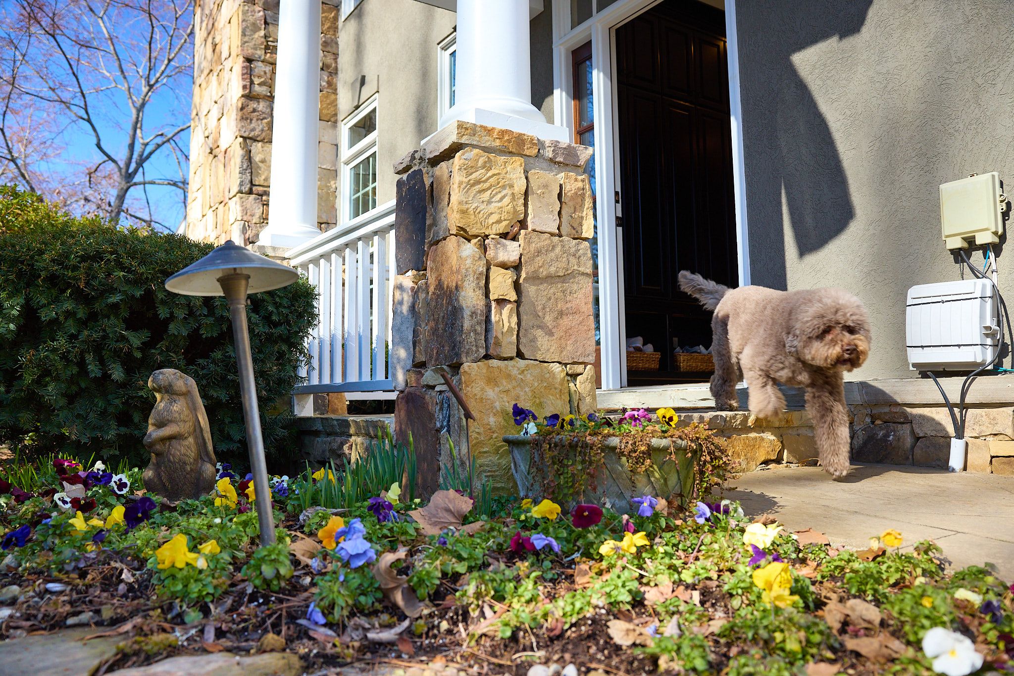 dog bolting out open front door 