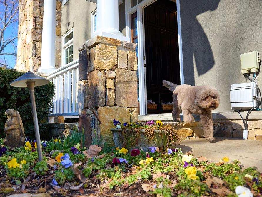 dog bolting out open front door
