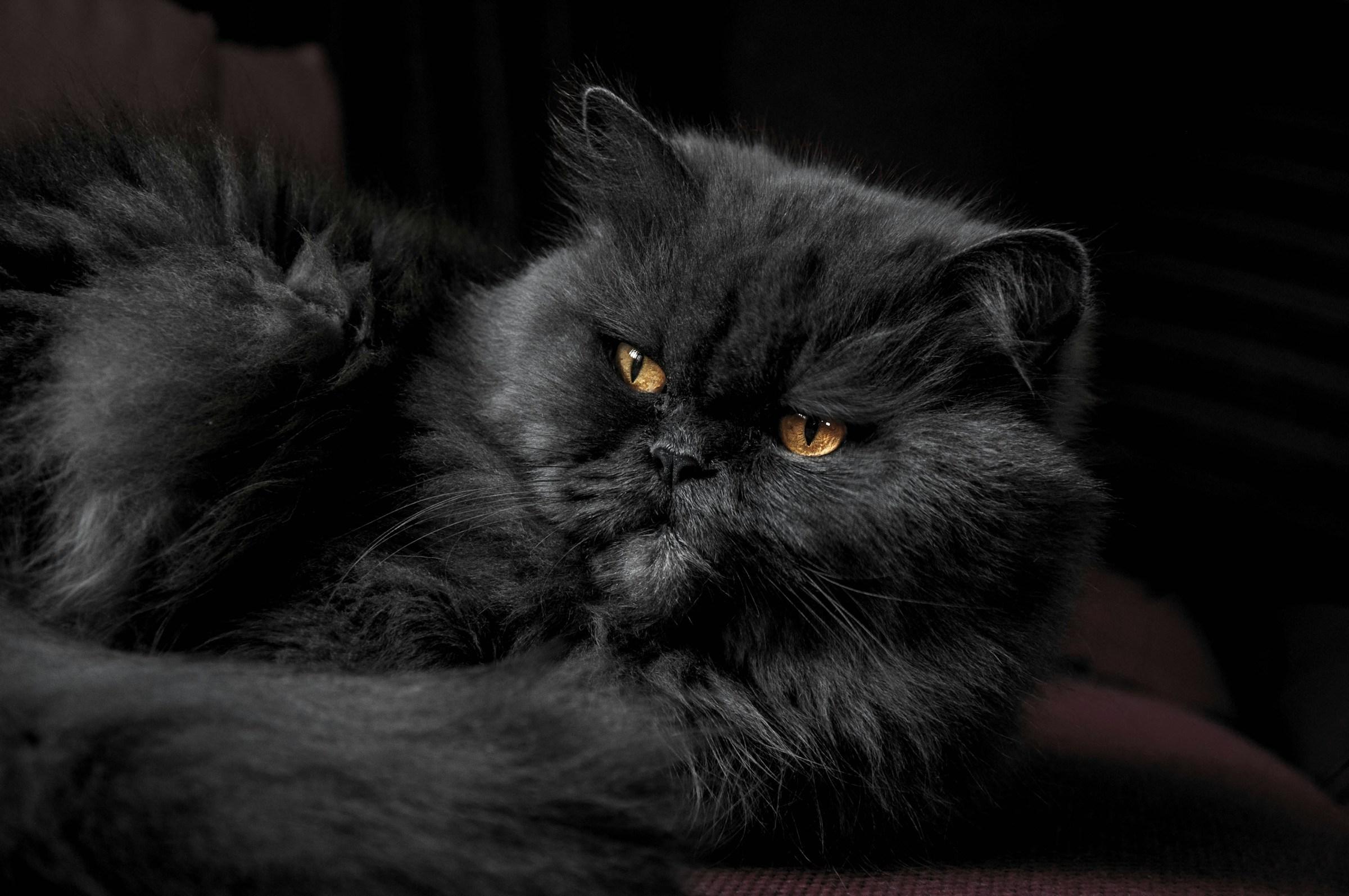 Persian Black Cat