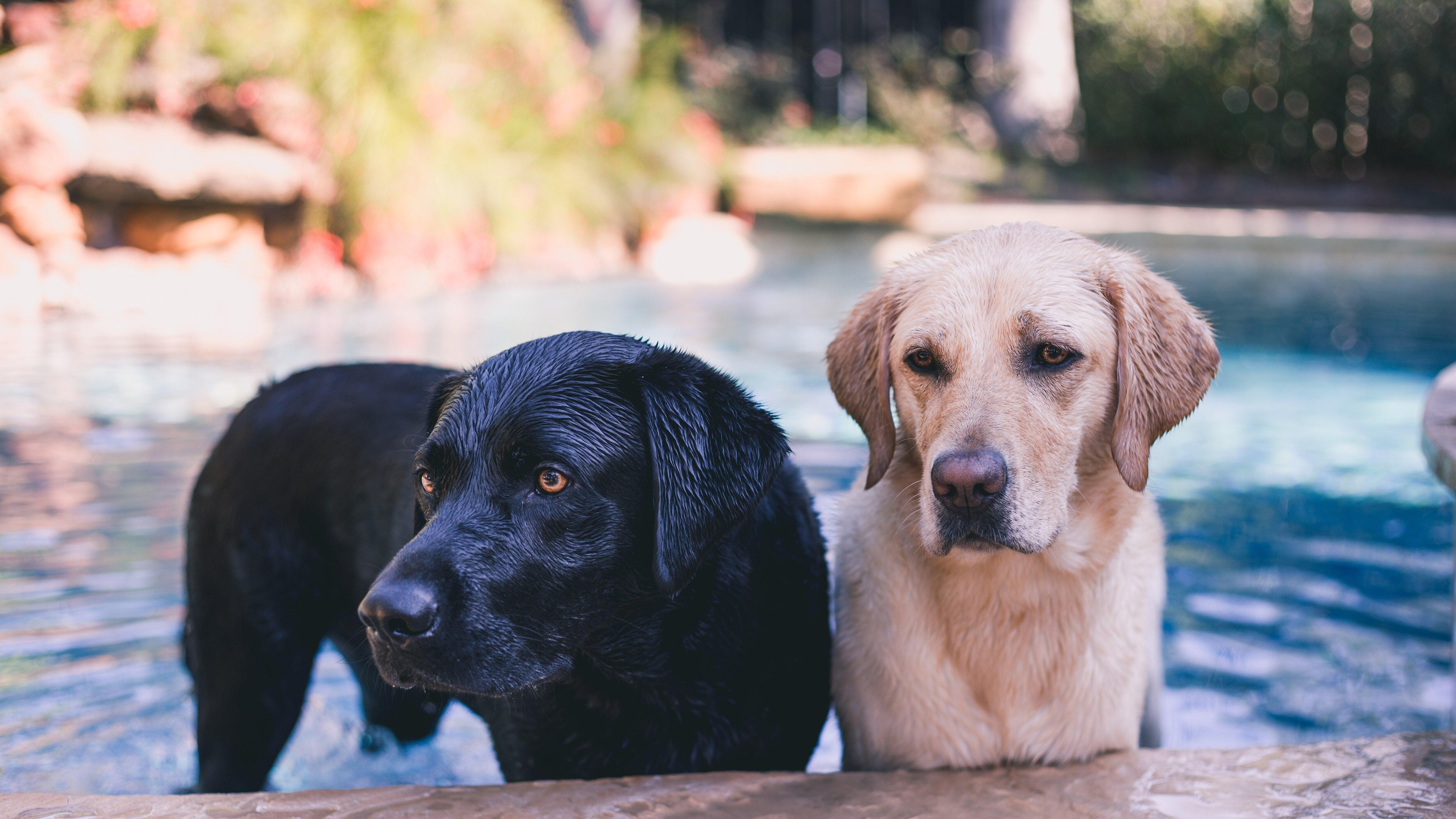 black and yellow lab play in a pool