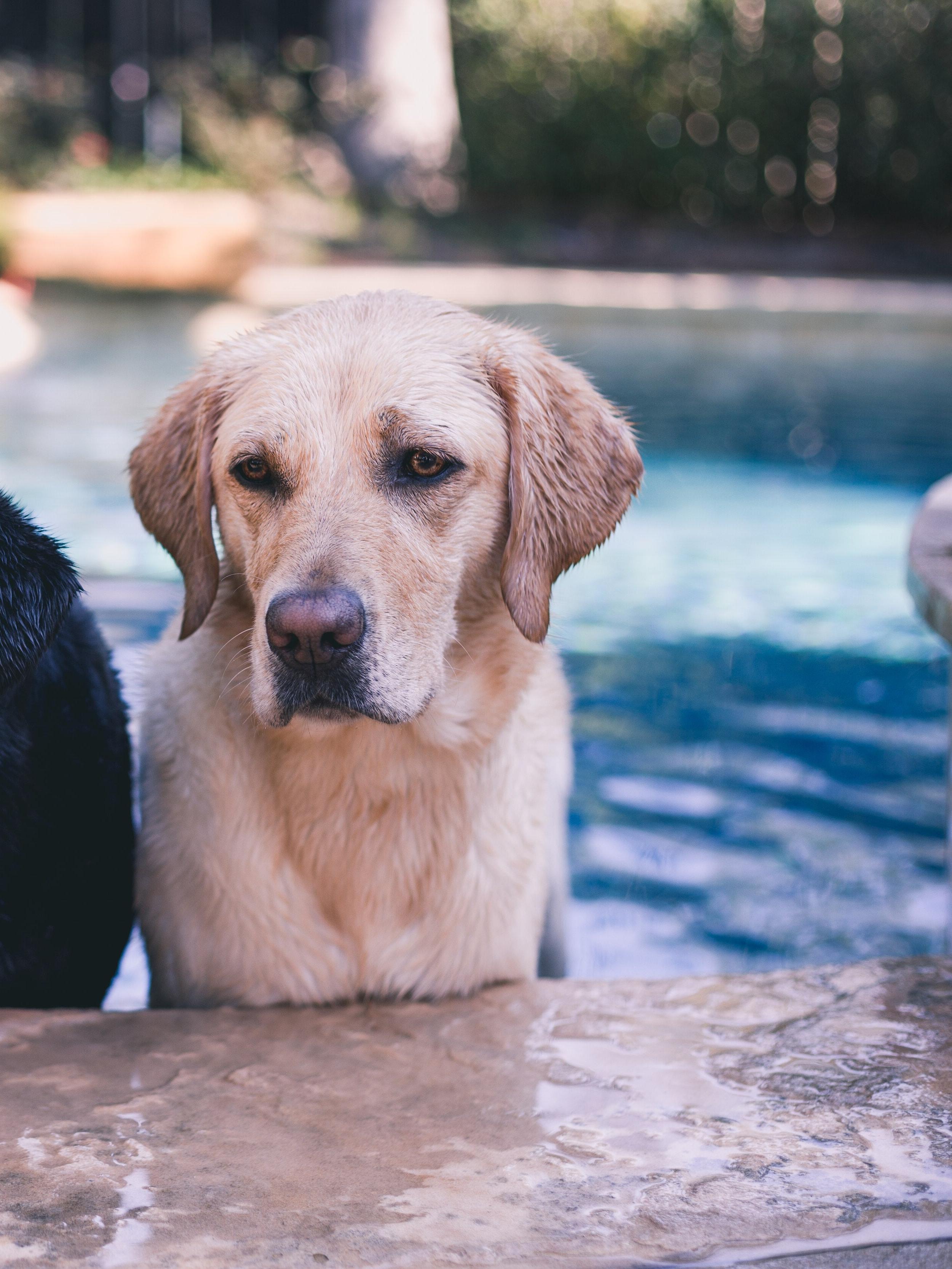black and yellow lab play in a pool
