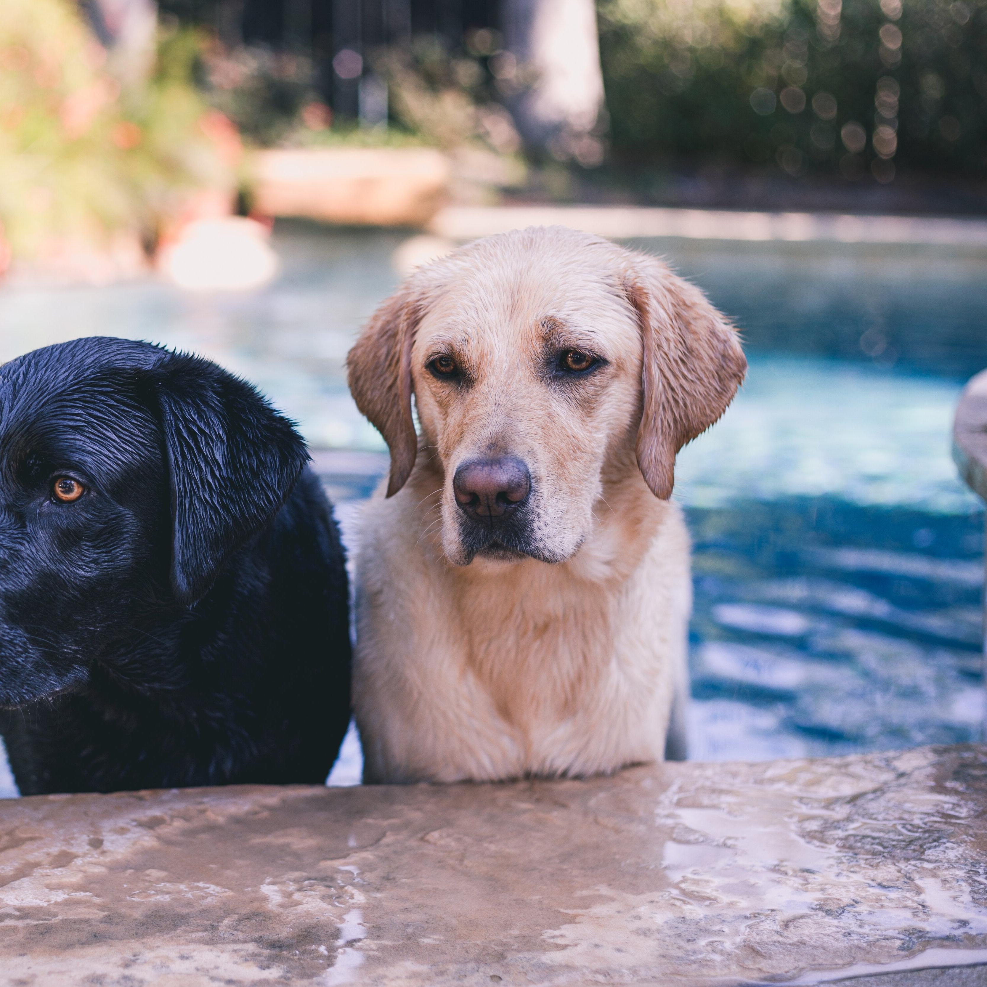 black and yellow lab play in a pool