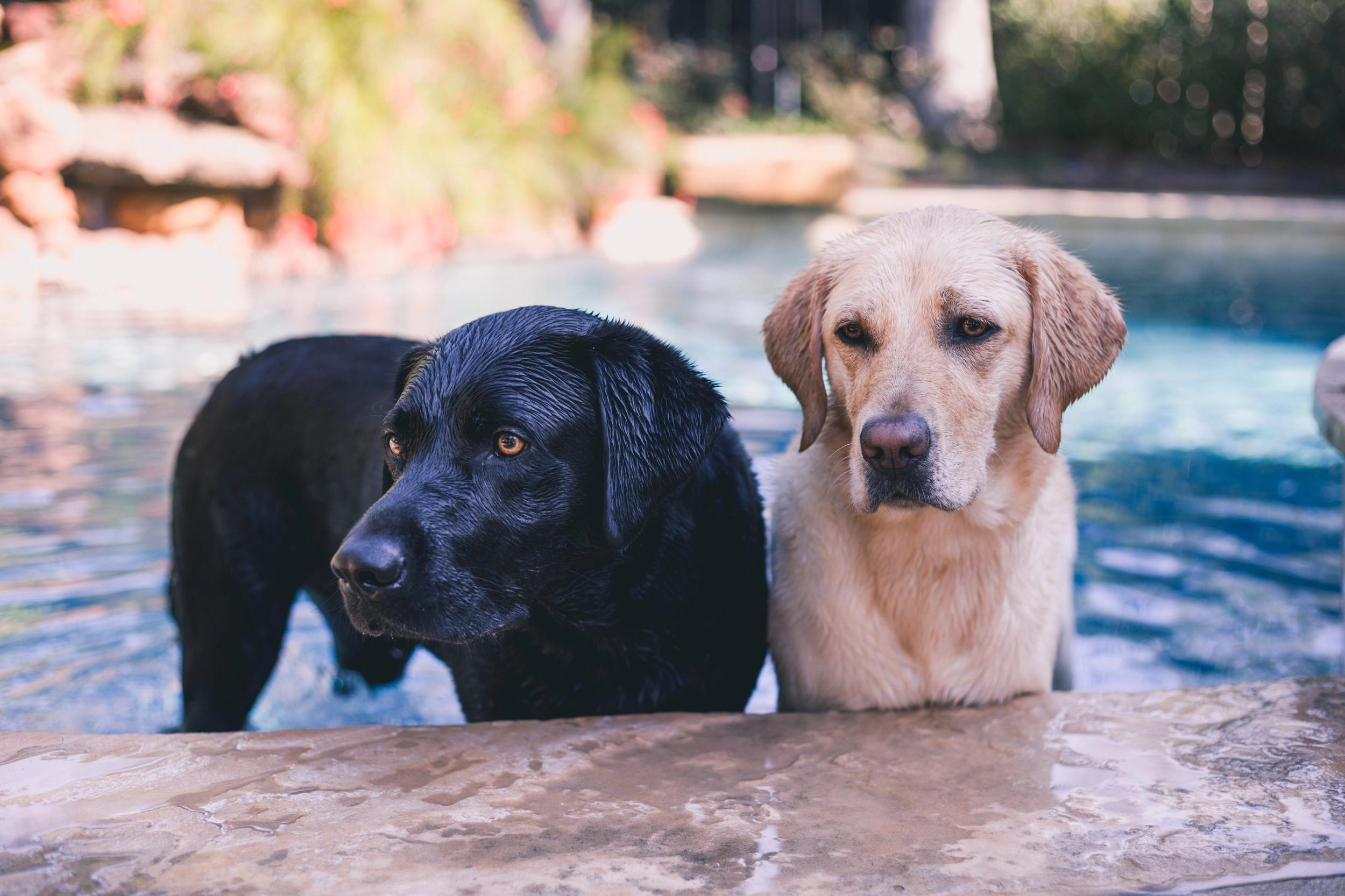 black and yellow lab play in a pool