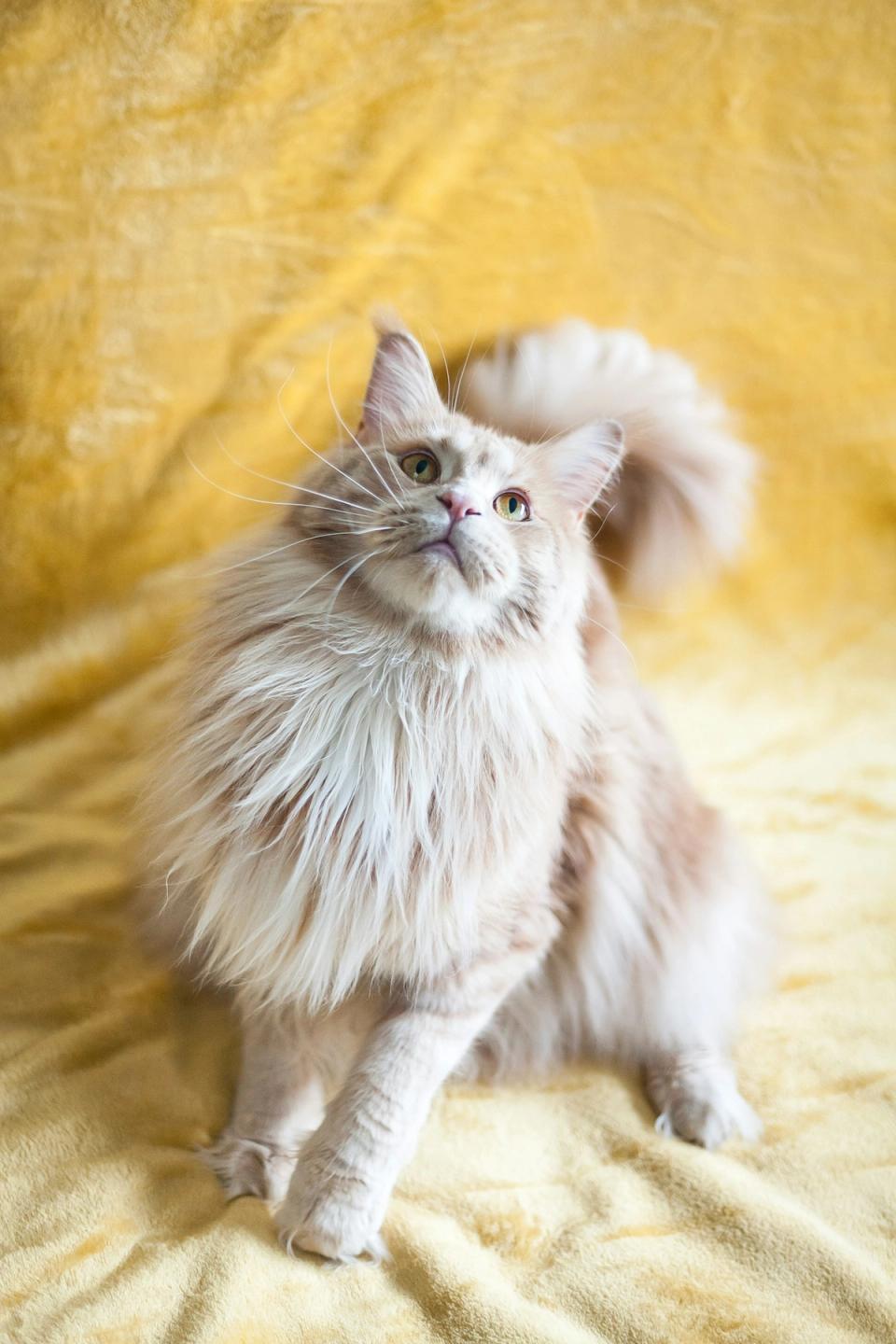 Maine Coon Cat