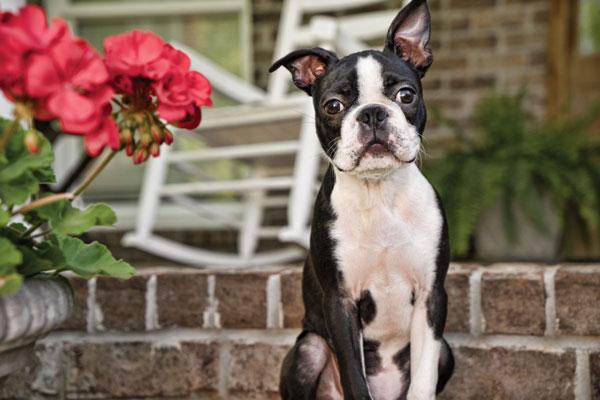 Moving with Pets: What You Need to Know